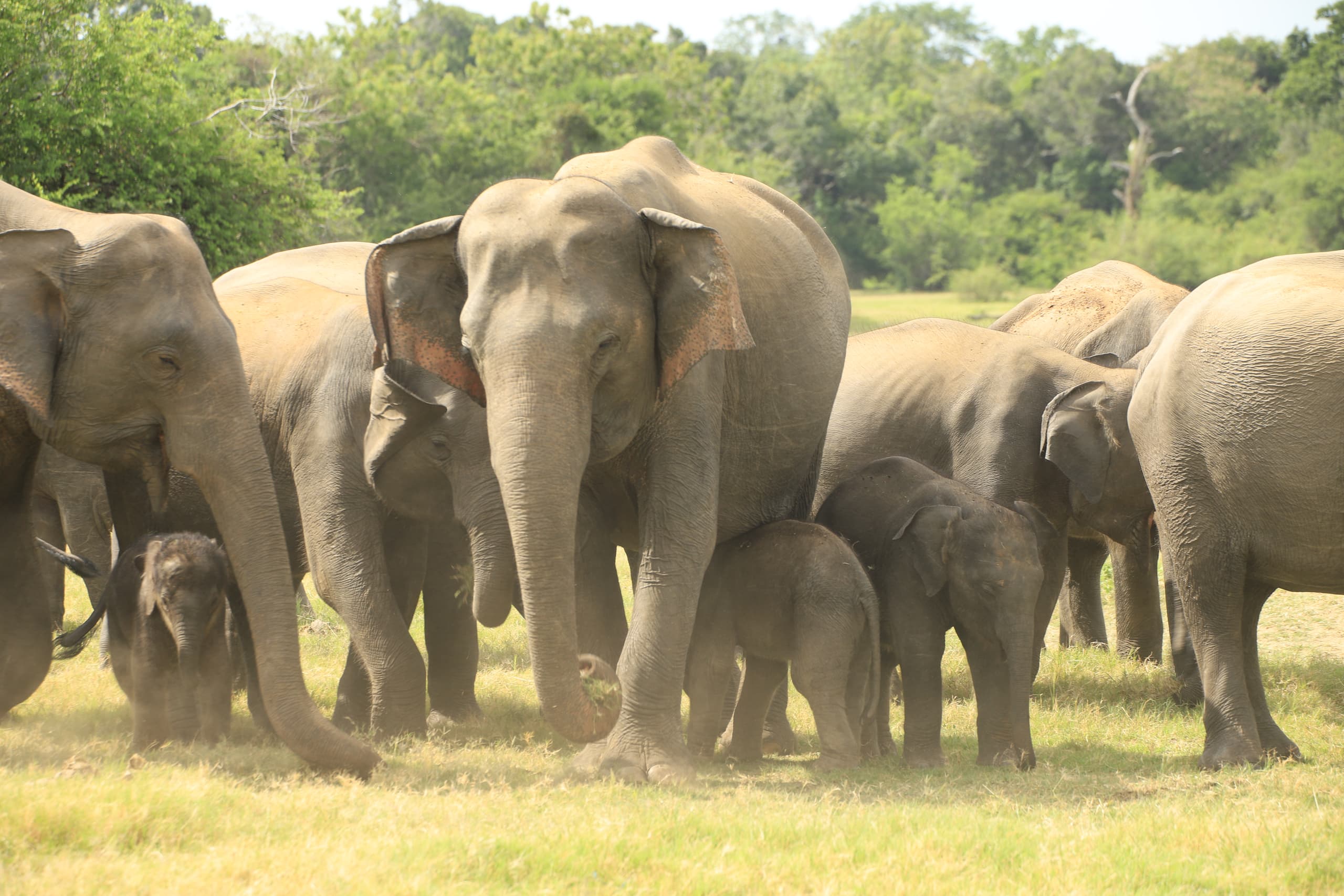 The elephant gathering on the receding Minneriya reservoir bed