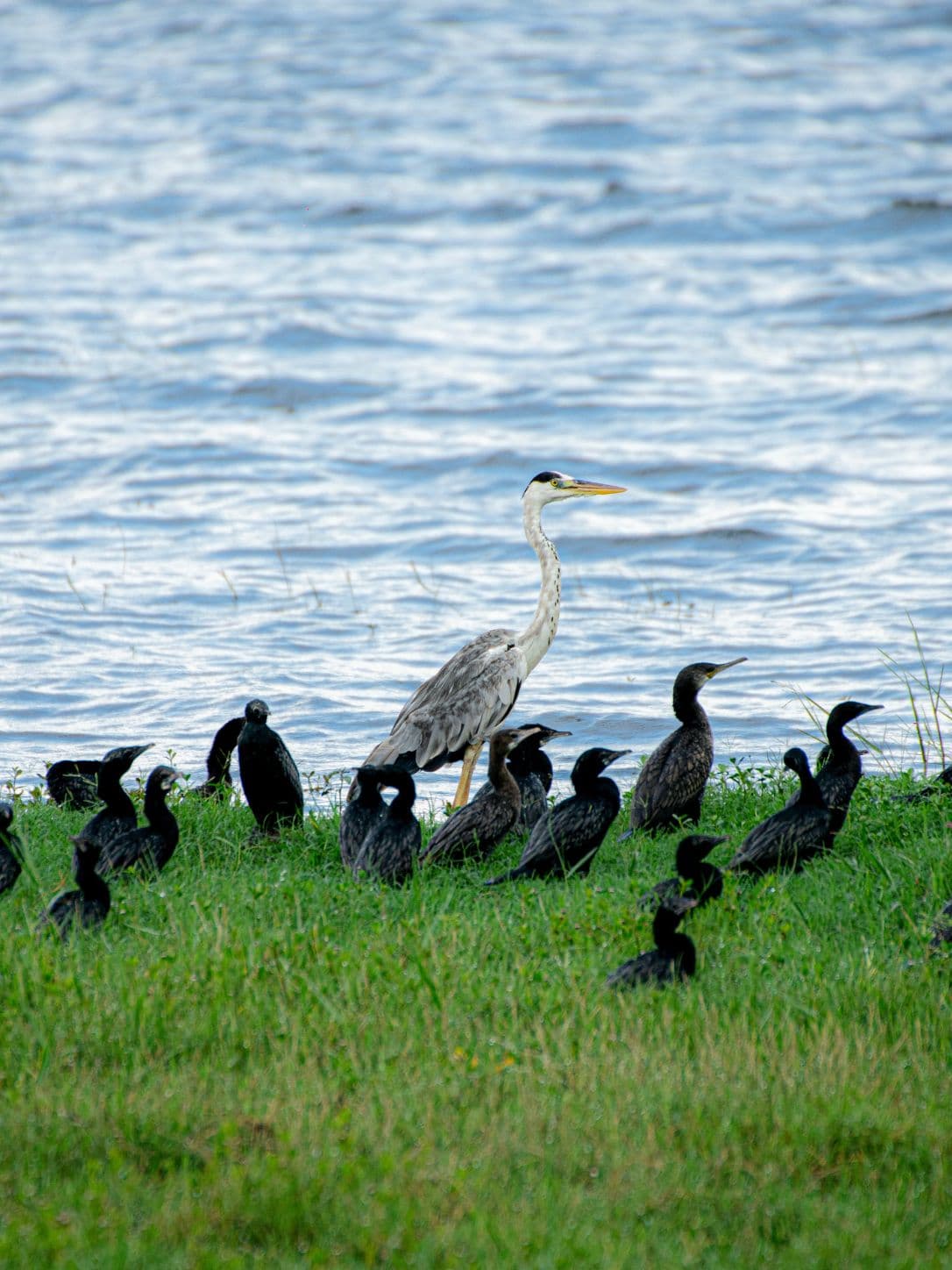 birds