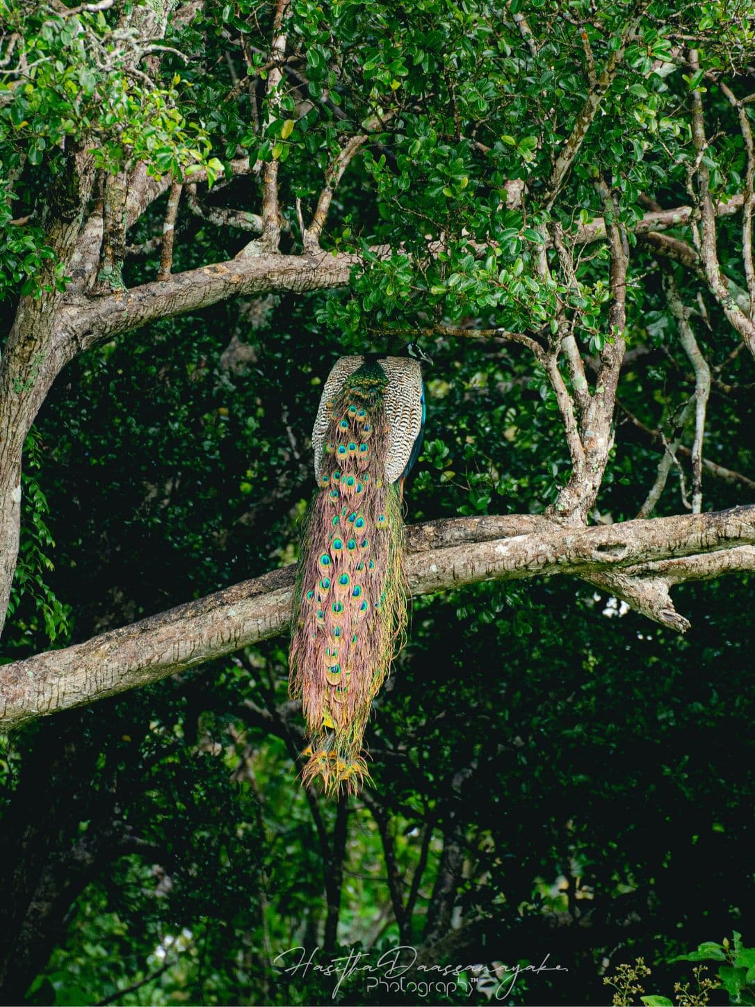 peacock