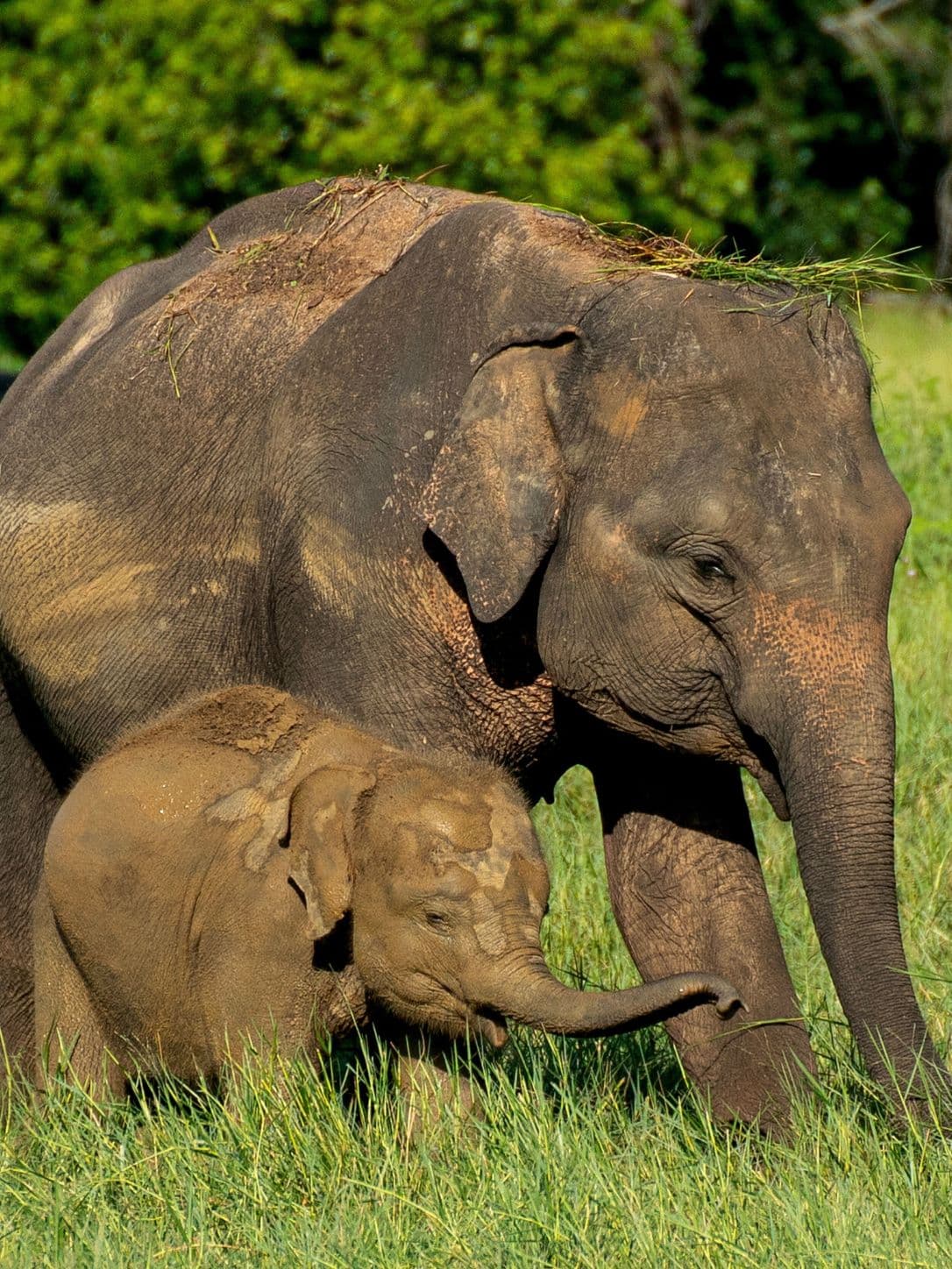 elphant