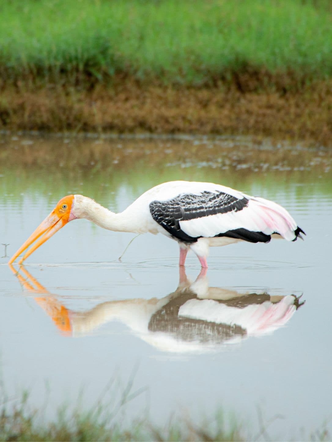 bird