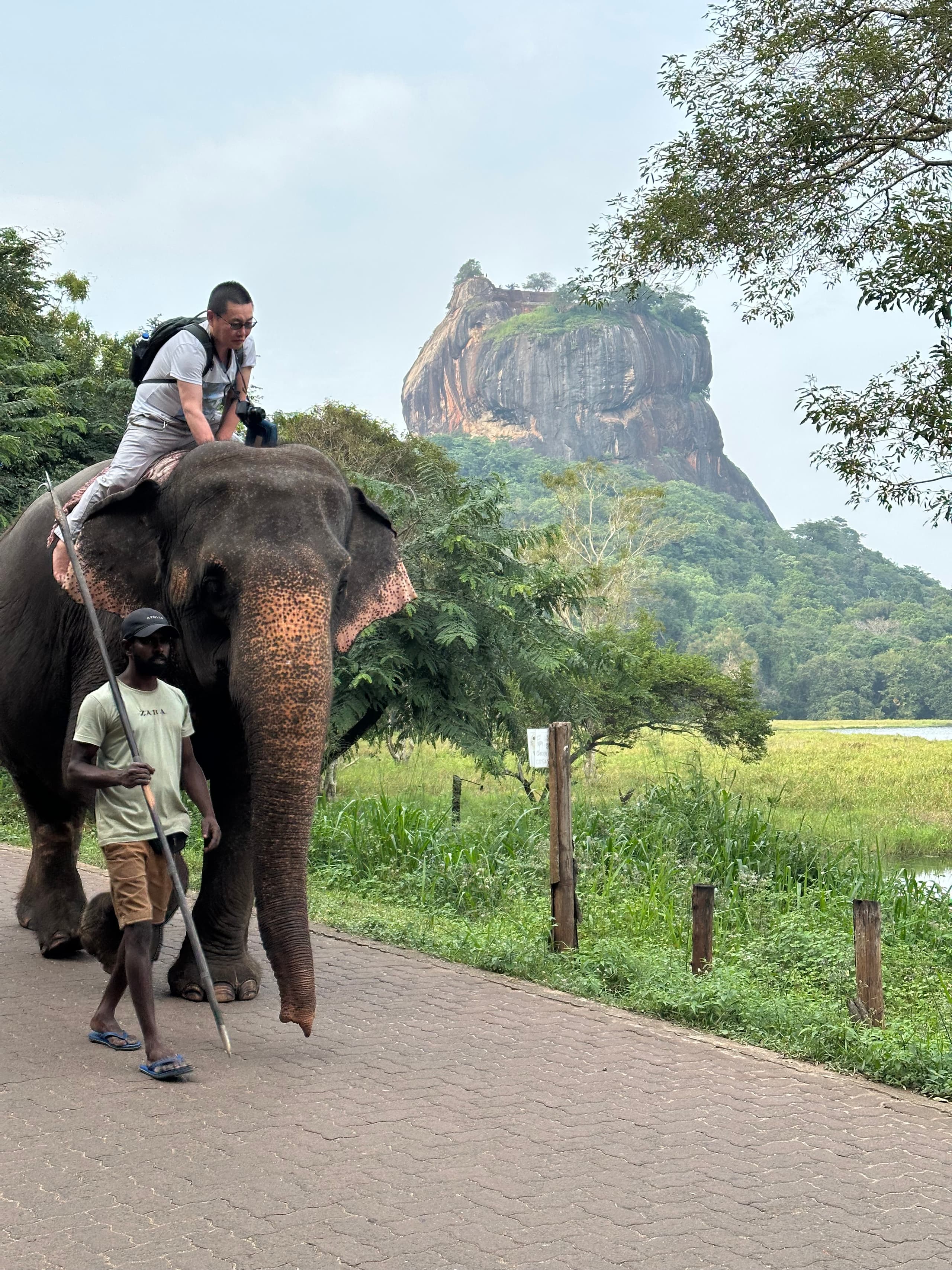 Elephant