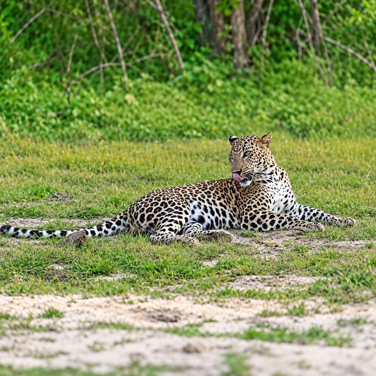 leopard