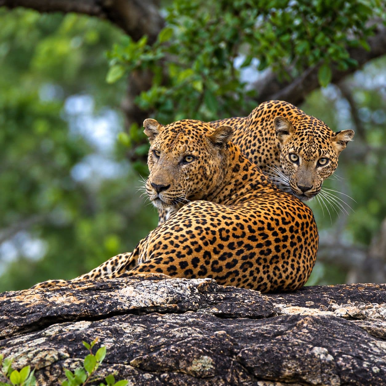 A leopard on a granite outcrop in Yala scrub at first light