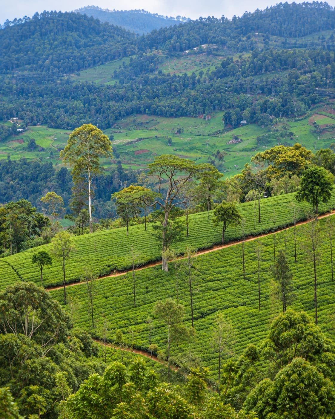 nuwara eliya