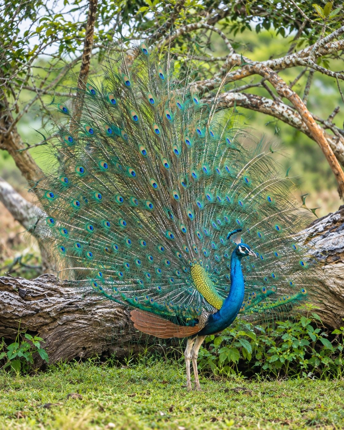 peacock