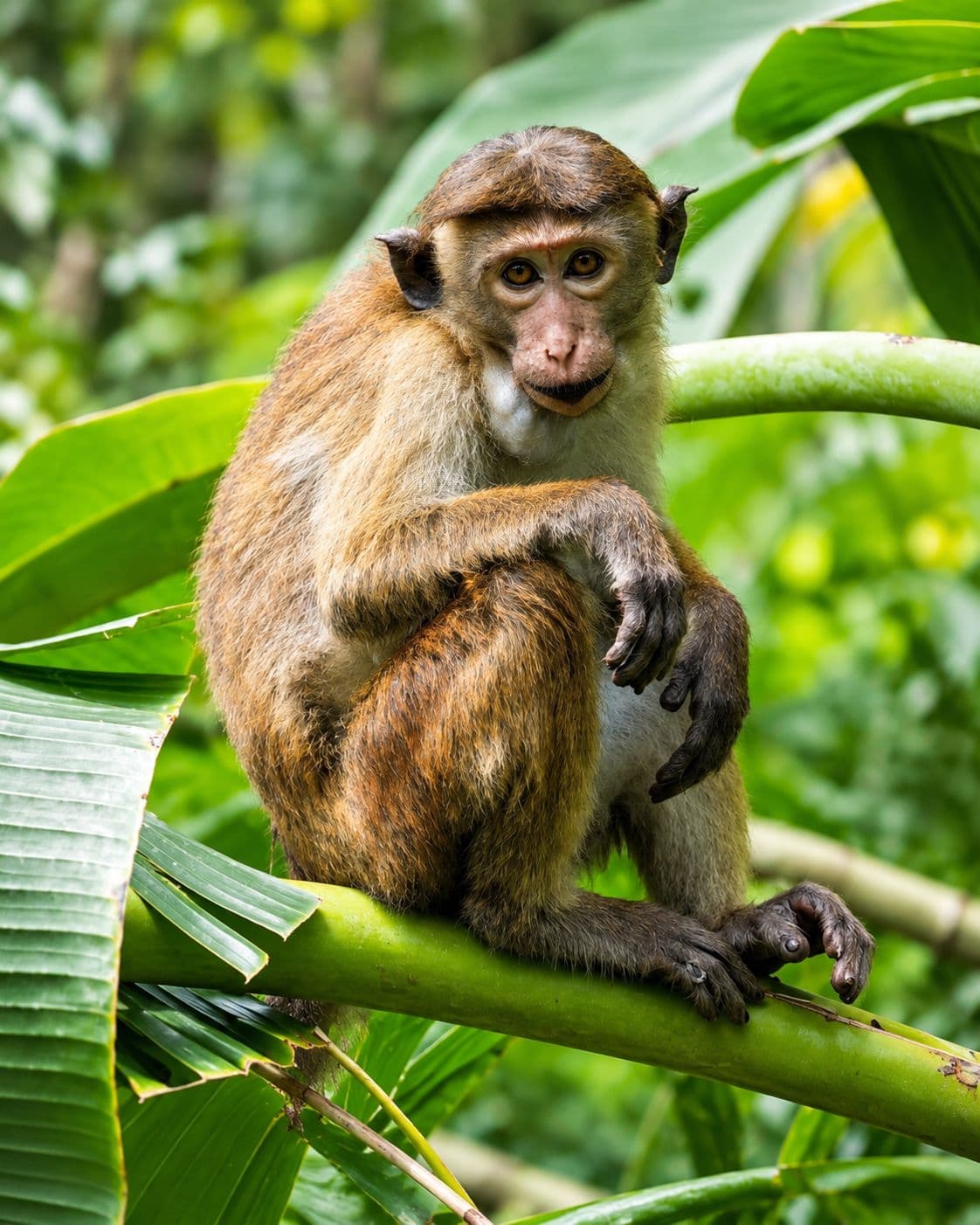 Sri Lanka in May: where to go and what to book first