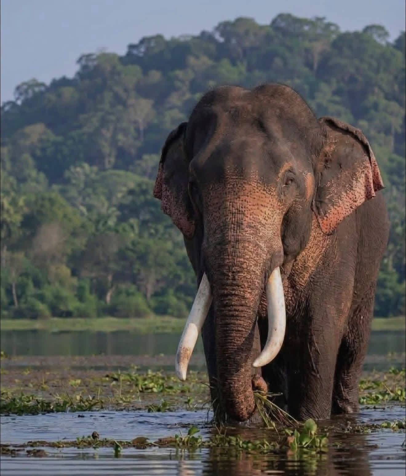 Sigiriya Rock Fortress: how to climb it well, what to look for, and the elephants around it