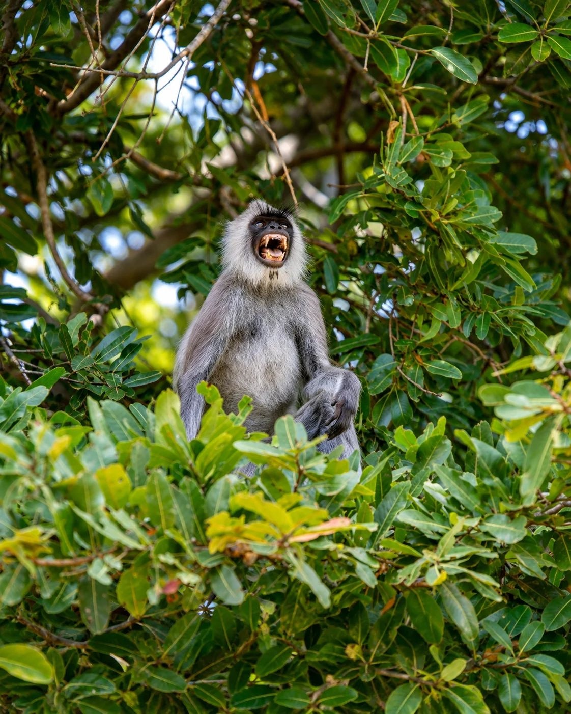 Minneriya vs Kaudulla Safari: Which Park Should You Choose?