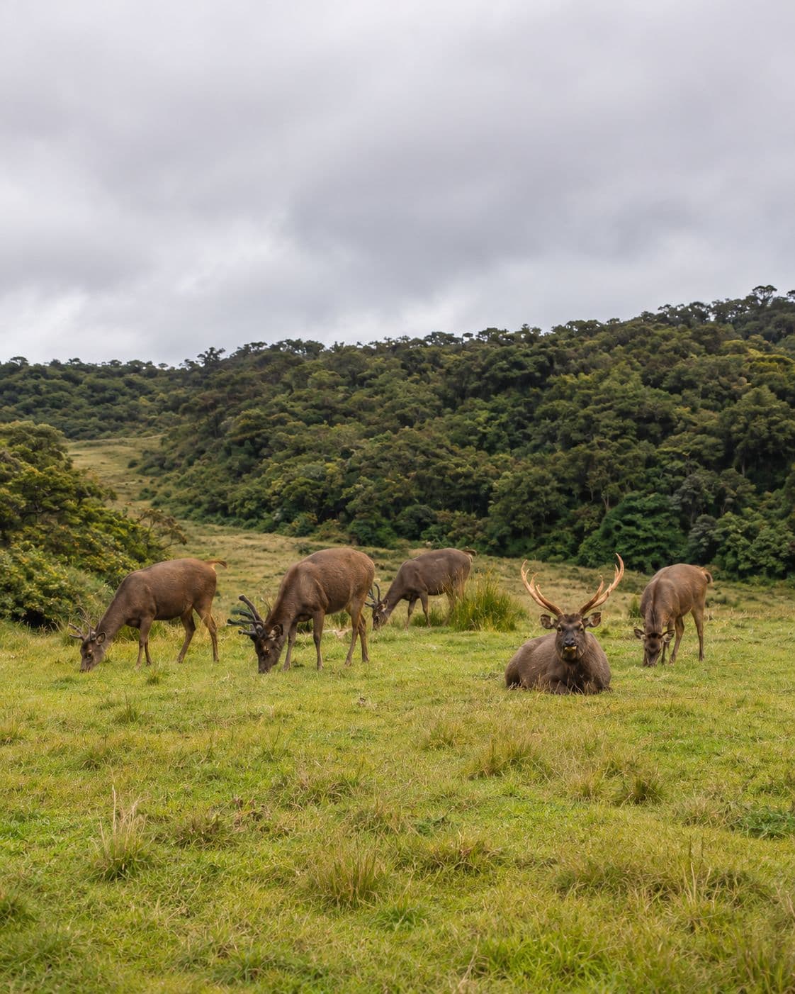 Horton Plains National Park: how to visit it well