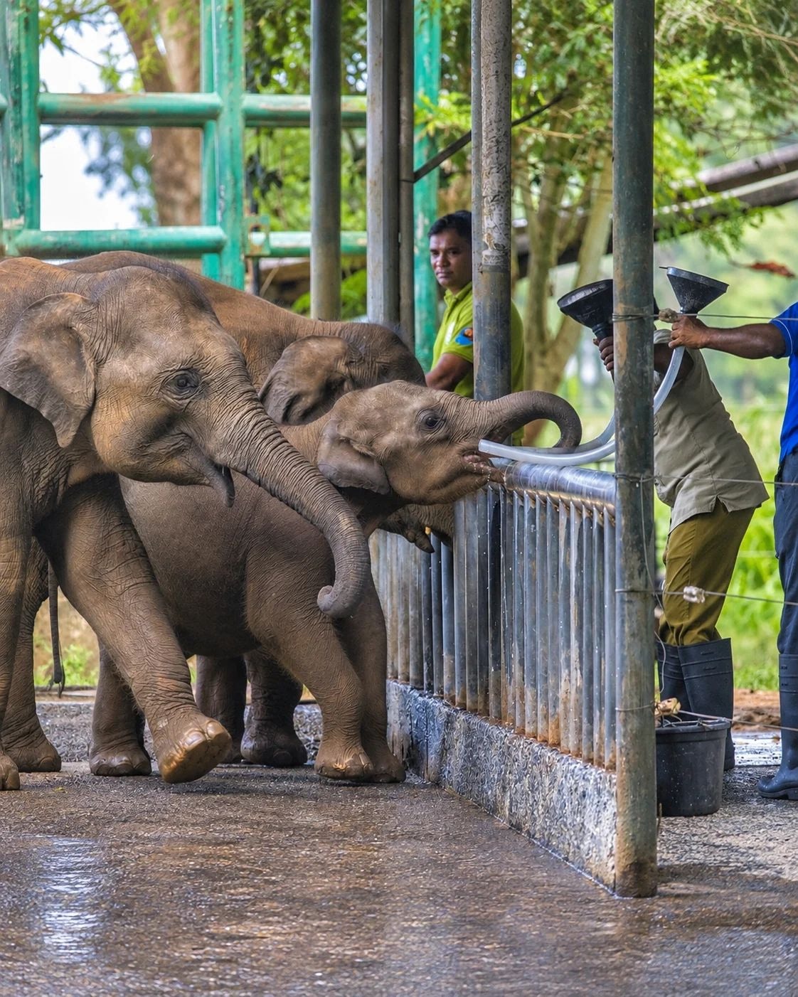 Udawalawe National Park: how to visit it well